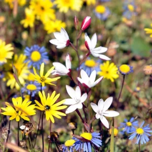 Namaqualand Flower Tours